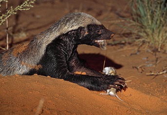 The Honey Badger snacking on a mouse; Used with permission by Keith and Colleen Begg